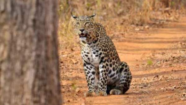 Task force formation for prevent leopard attack in mysuru district 