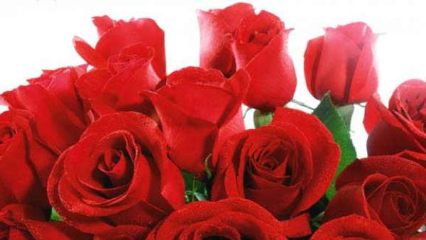 ಹೂವನ್ನು ಪ್ರೀತಿಸು ಆದರೆ ಮುಟ್ಟಿ ಕೆಡಿಸಬೇಡ