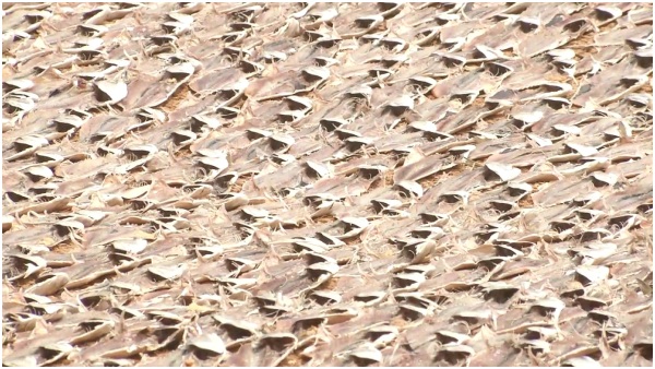 Prepare Dry Fish In Dirty Way At Bengre
