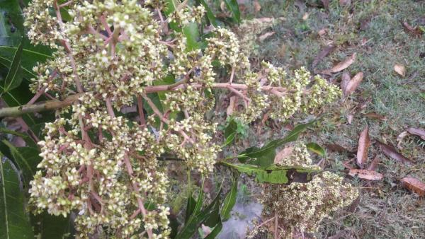 Temperature Variation Tips To Mango Farmers 