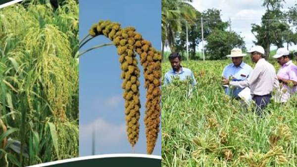 If The Millet Crop Gains Popularity, Small Farmers Income Will Be Increase
