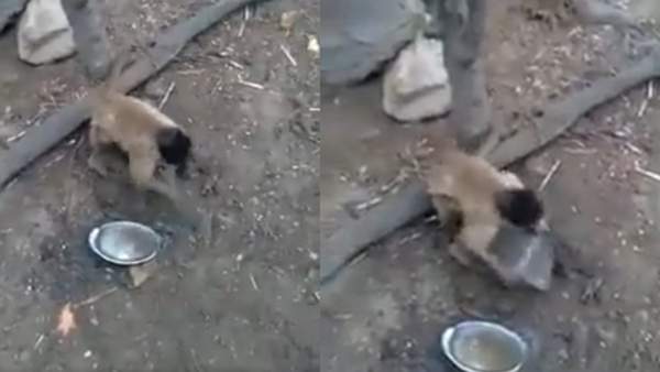  ಮಂಗನ ಚೇಷ್ಟೆಗೆ ಕಾಮೆಂಟ್