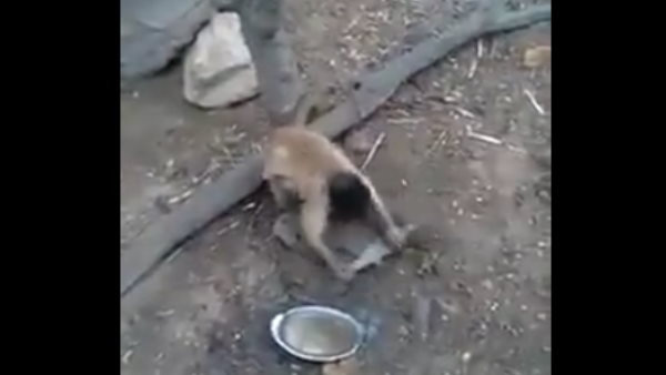  ನೆಟ್ಟಿಗರ ಕಾಮೆಂಟ್