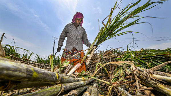 Government not responding to problem of Mysuru district sugarcane growers