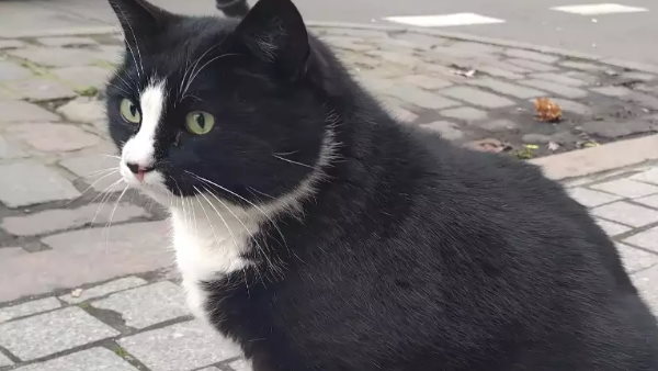 ನೆರೆಯ ದೇಶಗಳ ಪ್ರವಾಸಿಗರು ಆಗಮನ