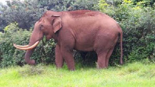 ಪುಂಡಾನೆ ಸೆರೆಗೆ 25 ಲಕ್ಷ ರೂಪಾಯಿ ವ್ಯಯಿಸಿದ್ದ ಅರಣ್ಯ ಇಲಾಖೆ 