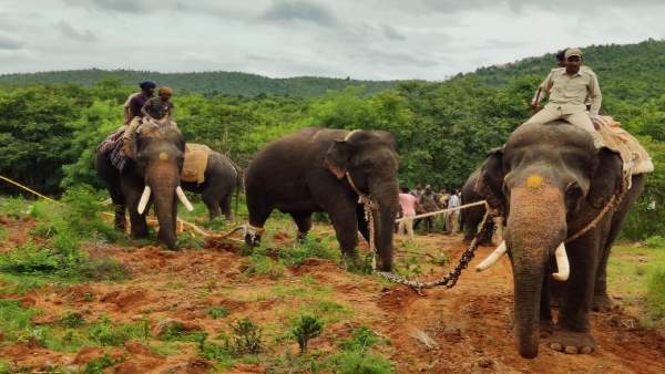 ಅರಣ್ಯಕ್ಕೆ ಬಿಟ್ಟ ಮರುದಿನವೇ ಪ್ರಯಾಣ ಪ್ರಾರಂಭಿಸಿದ ಆನೆ