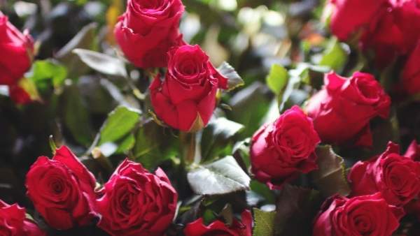 Happy Rose Day 2023: How did singles celebrate Rose Day? Funny twitter meme.