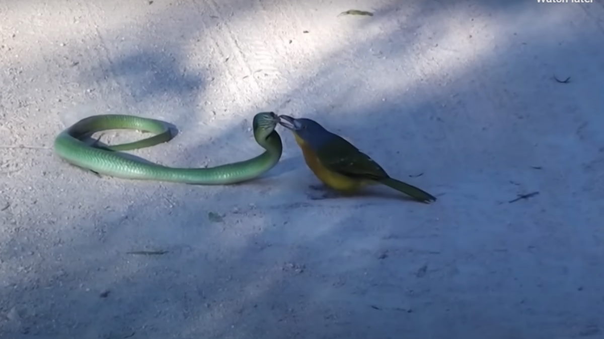 Snake bird fight: Who won? Video Snake bird fight: Who won? Video