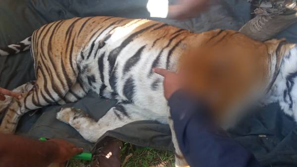 Tiger Captured In Mysuru HD Kote Taluk