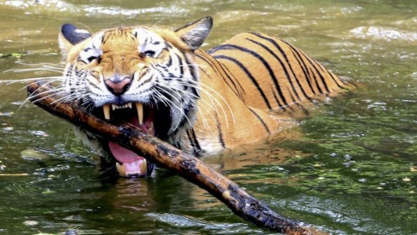  2022ರಲ್ಲಿ ಎಷ್ಟು ಹುಲಿಗಳು ಸಾವನ್ನಪ್ಪಿವೆ?