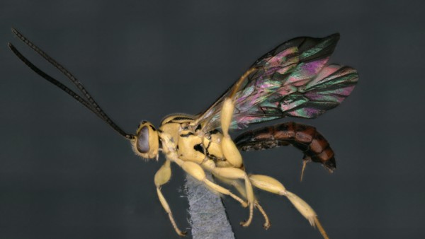First New Genus Of Wasps Found In Biligiri Rangana Hills