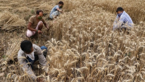 India Is Increase Its Wheat Production To Record 112.18 MT In 2022-23, Govt Estimated
