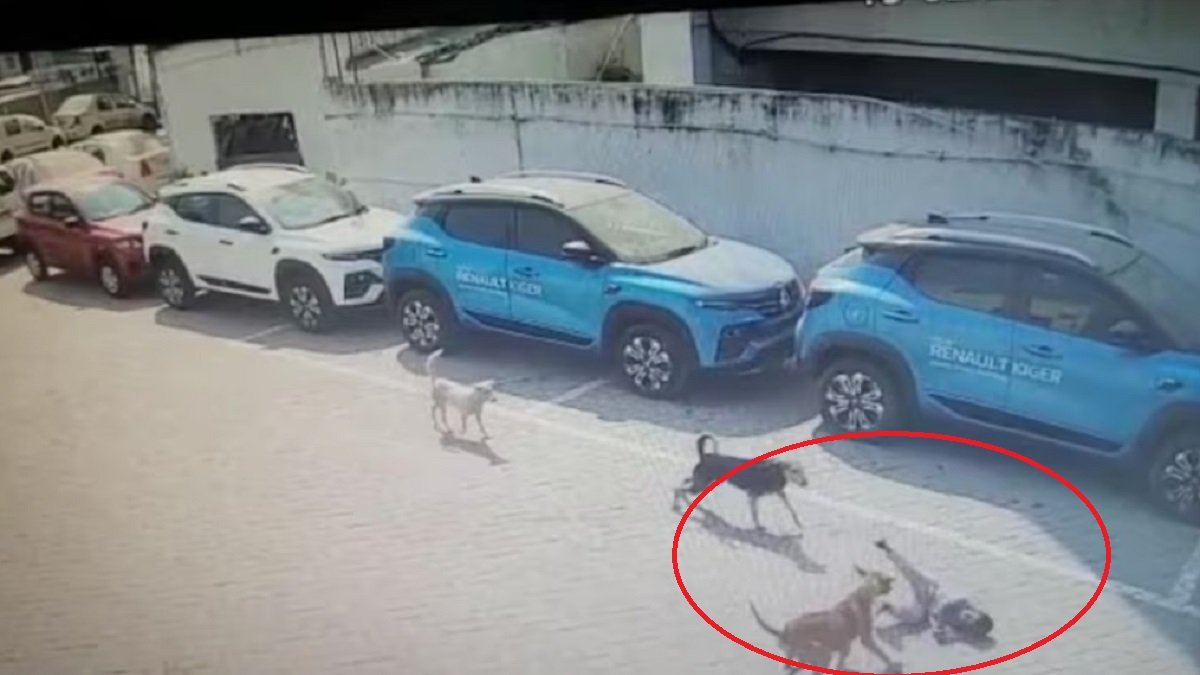 ಫೆಬ್ರವರಿ 8 ರಂದು ಸೂರತ್‌ನಲ್ಲಿ ಬೀದಿ ನಾಯಿ ದಾಳಿ