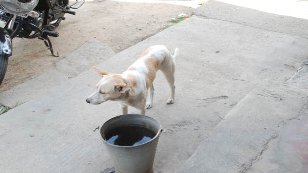 ಕೆಎಂಪಿಕೆ ಚಾರಿಟಬಲ್ ಟ್ರಸ್ಟ್ ಅಭಿಯಾನ 