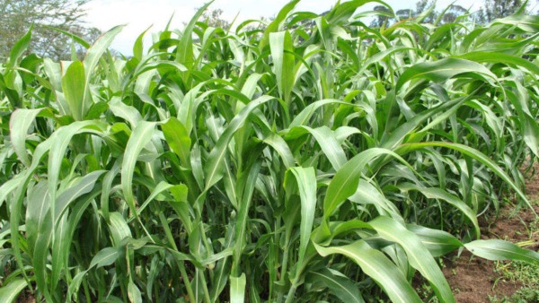  ರಾಯಚೂರು ಜಿಲ್ಲೆಯಿಂದ ಮೇವು ರಫ್ತು