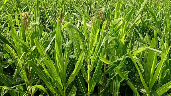  ಜಿಲ್ಲೆಯಲ್ಲಿ ಳಜೋದ ಸೊಪ್ಪೆಗೆ ಭಾರಿ ಬೇಡಿಕೆ