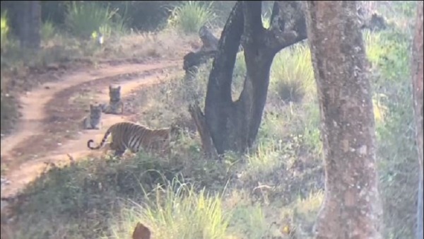 Three Tigers Found At A Time In Biligirirangana Hills