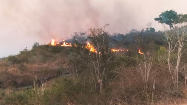 Fire in Bandipur forest, Grass Burned
