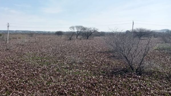 Reed Burnt In The Chikkaballapur Lake