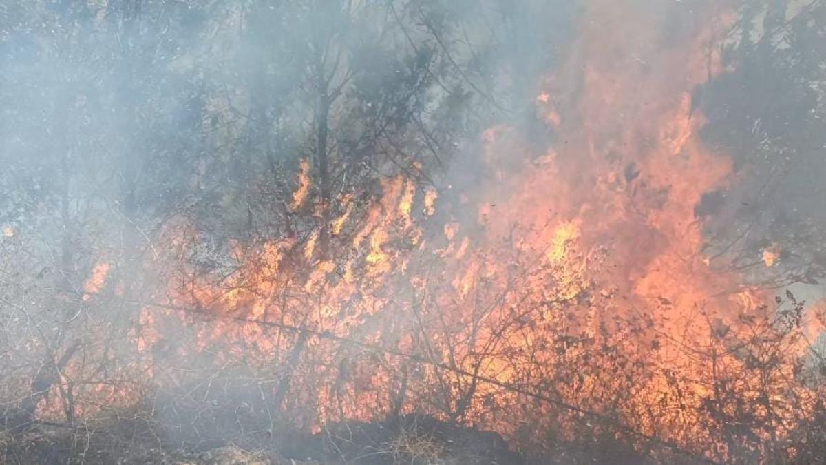 Fire Set At Hiregowja Reserve Forest Fire Set At Hiregowja Reserve Forest