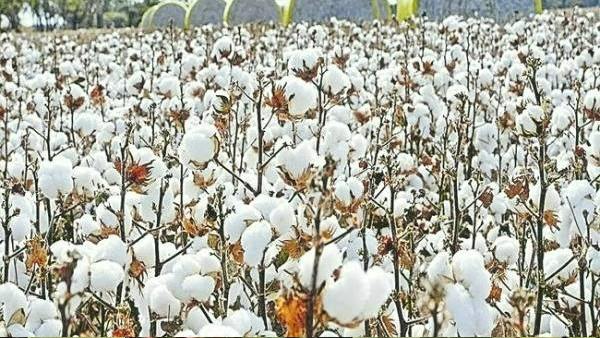  Increase of Jowar price in Raichur district, Customers are worried