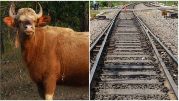 Death Of Animal On The Railway Line: HC Sought Explanation From Forest Department