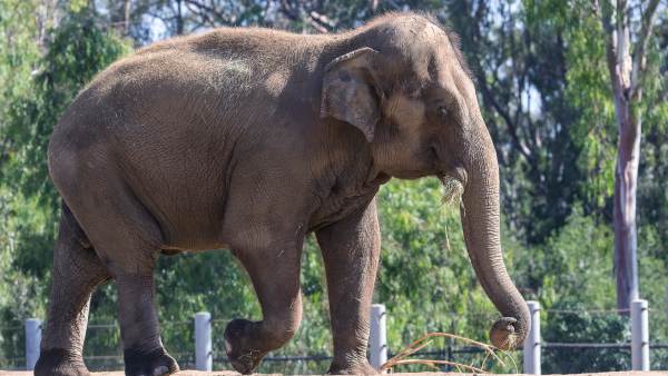Central Government has identified nine elephant corridors in Karnataka- Know what they are