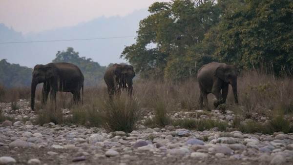 Central Government has identified nine elephant corridors in Karnataka- Know what they are