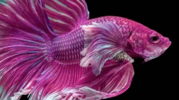 Passenger claims harassment by Air India over flying with pet fish, forced to abandon it at Airport