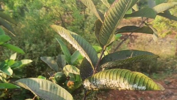 Summer Tips To Farmers For Protect Guava Crop
