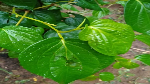 Betel leaf price hike in Raichur district, know price details