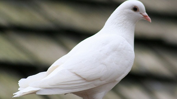 Pigeon Poop Can Lead To Lung infections and HP in Asthma Patients in Bengaluru; Know Details 