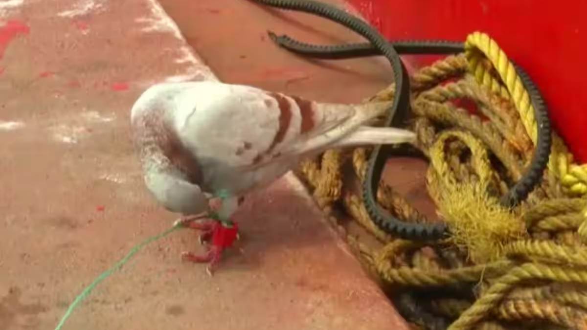 Suspected ‘Spy Pigeon’ Detection in Odisha