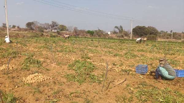 Potato Price Decreased In Karnataka