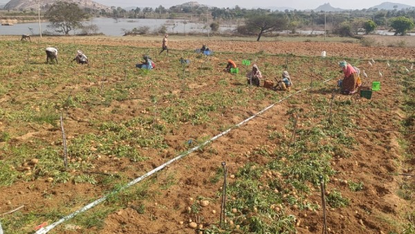 Potato Price Decreased In Karnataka