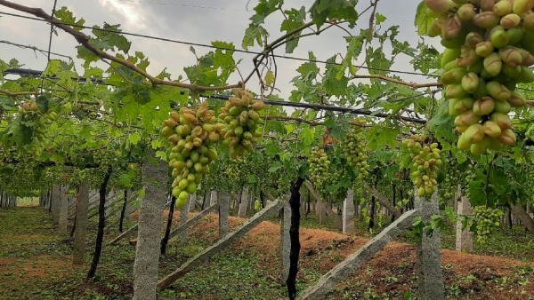 ಬೆಳೆ ಹಾನಿ ಪ್ರದೇಶಕ್ಕೆ ಅಧಿಕಾರಿಗಳ ಭೇಟಿ 