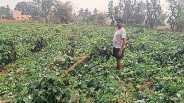 ದ್ರಾಕ್ಷಿ ಬೆಳೆಗಾರರಿಗೆ ಭಾರೀ ನಷ್ಟ