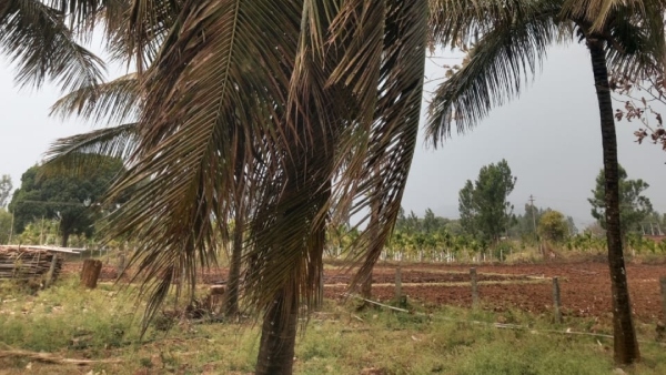 Continued rain in Chikkamagaluru district