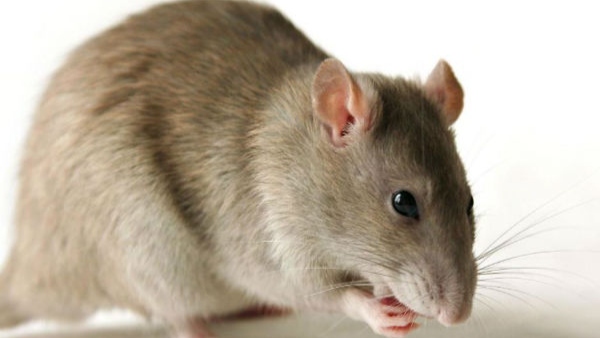 Rat bites 8-yr-old boy at McDonalds Hyderabad; Complaint Registered