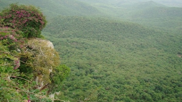 Three Tigers Found At A Time In Biligirirangana Hills