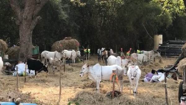 Mudukuthore Mallikarjuna Swamy Devotees Celebrate Ugadi In Srisailam