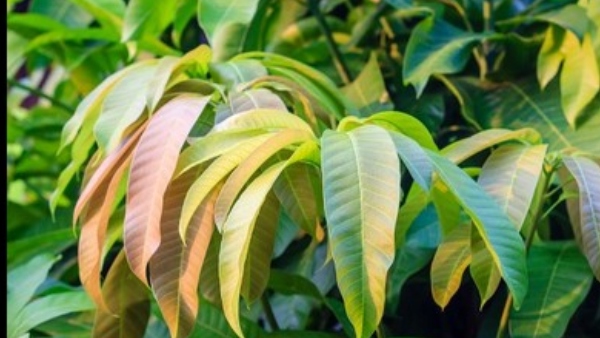  ಹಳೆಯ ಸಂಪ್ರದಾಯದಂತೆ ಹಬ್ಬ ಆಚರಣೆ