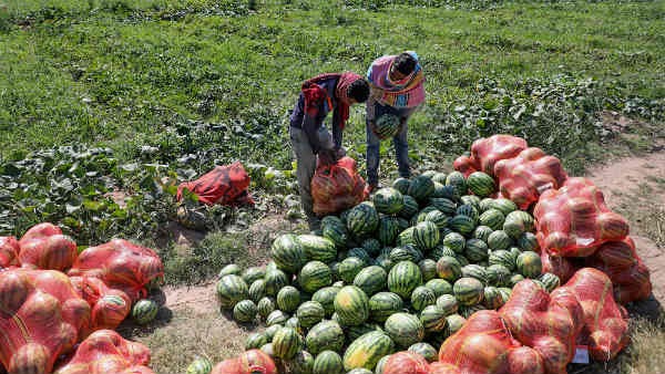 Increased demand for watermelon in Bengaluru: People shocked when they asked the price!