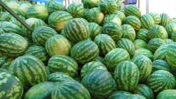 Temperature increased in Raichur district: demand for watermelon fruit