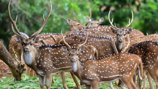 Crocodile rescued from a boating pond in Bannerghatta zoo 