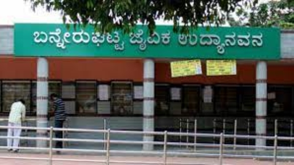 Crocodile rescued from a boating pond in Bannerghatta zoo 