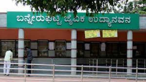 Crocodile found in boating pond of Bannerghatta zoo 