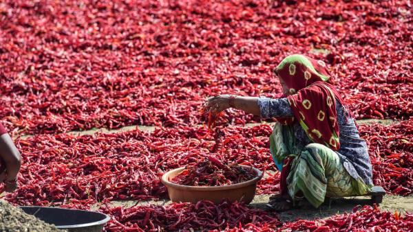 After Amul, Gujarats Pushpa chilli could spice up Karnataka politics