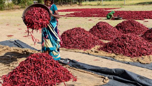 After Amul, Gujarats Pushpa chilli could spice up Karnataka politics
